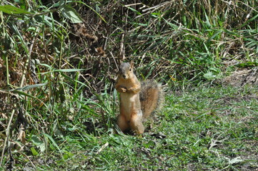 squirrel in the forest