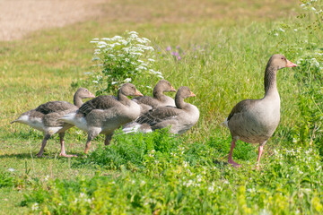 Gray geese with goslings.