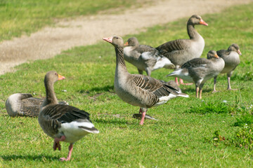 Gray geese with goslings.