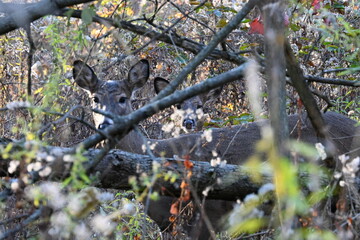 Curious Deer