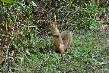 squirrel in the forest