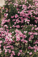 Fototapeta premium Pink Flowers, Plants Blooming in Spring.