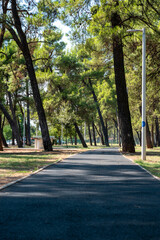 alley in the park modern urbanism green space, trees and footpath for recreation