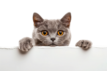 Close-up of curious gray cat peeking. Head of gray cat with paws curiously looking out from edge of white background. Isolated portrait of funny pet
