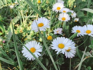 Obraz premium A bunch of white daisies are in a field of grass