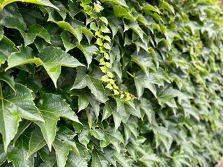 Dense wall of vibrant green ivy leaves with varying shades and textures, creating a lush, natural tapestry of foliage, captured in detailed close-up