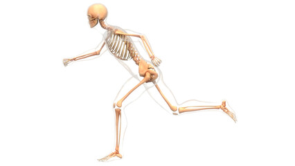 Human Skeleton System Bone Joints Anatomy