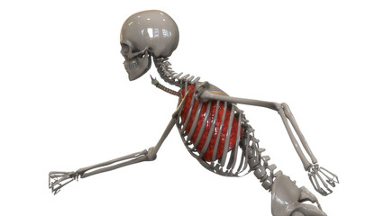 Human Respiratory System Lungs Anatomy