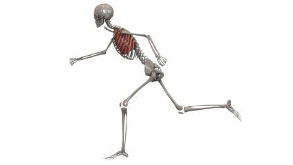 Human Respiratory System Lungs Anatomy