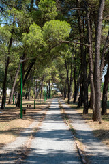 Fototapeta premium alley in the park modern urbanism green space, trees and footpath for recreation