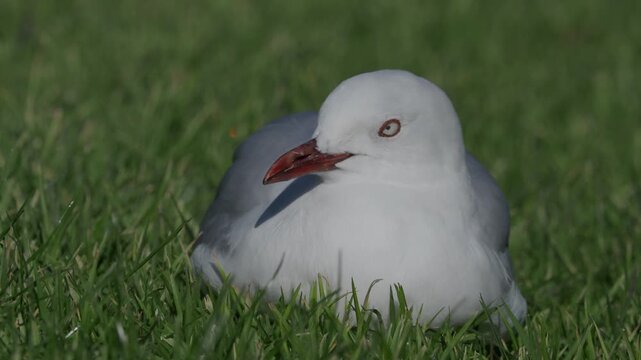 red-billed gull sitting on grass in Western Springs Park in Auckland, New Zealand on a sunny day