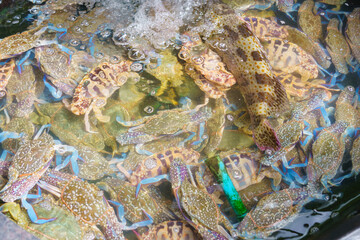 Living blue carb or resh crab in seawater basin at fresh seafood shop in the seafoods market