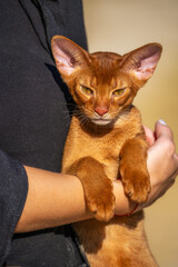 Close-up portrait of brown cute domestic abyssinian cat on green grass in a park