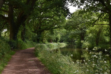 a walk along the grand Western canal in tiverton, Devon