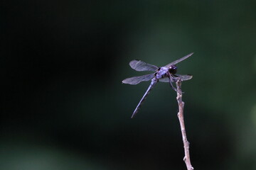 Dragonfly on stick