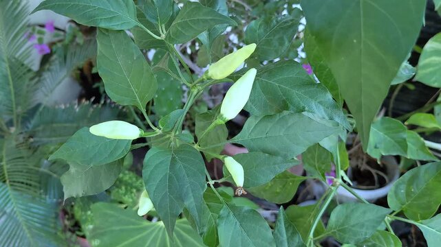 green cilli peppers (Capsicum frutescens)  growing, hanging from a garden tree,  pot close-up