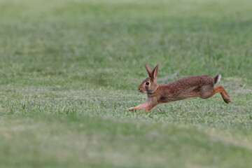 Rabbit running in green field