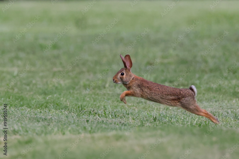 Wall mural Rabbit running in green field