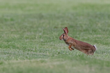 Rabbit running in green field