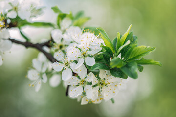 A white flower with green leaves is on a branch