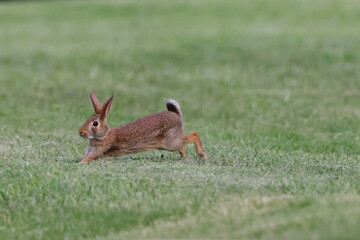 Rabbit running in green field
