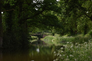 Obraz premium a walk along the grand Western canal in tiverton, Devon