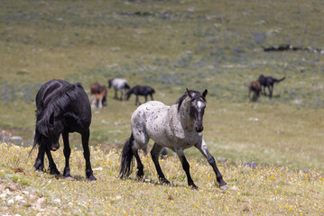 Wild Horse Stallions Sparring in the Pryor Mountains Montana in Summer