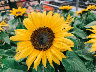 A yellow sunflower is the center of attention in a garden