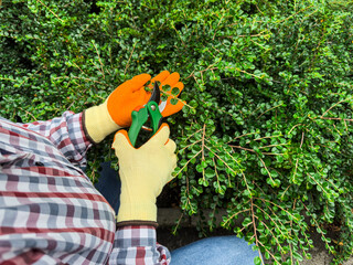 A gardener is using a tool called pruning shears to carefully trim the bushes in the garden
