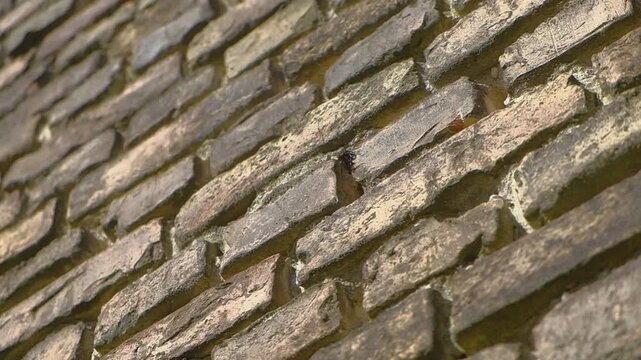 Hummel krabbelt ins alte Mauerwerk und fliegt wieder heraus, Slow motion, drehung der Aufnahme