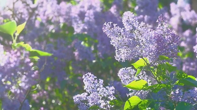 Fliederbusch mit Lense flares, Bl&uuml;te ist fokussiert, Sch&ouml;nheit und Natur mit herumfliegenden Bienen in Brandenburg.