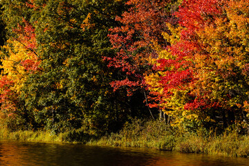 The bright autumn shoreline colors of Joyce Lake, near Conover, Wisconsin in the late September afternoon sunshine