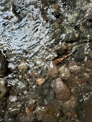 A rock is floating in a stream of water