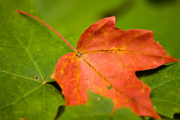 A maple leaf, color changed by the autumn weather, rests gently between still green maple leaves in late September within the Pike Lake Unit, Kettle Moraine State Forest, Hartford, Wisconsin