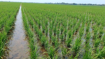 A field of rice plants is flooded with water