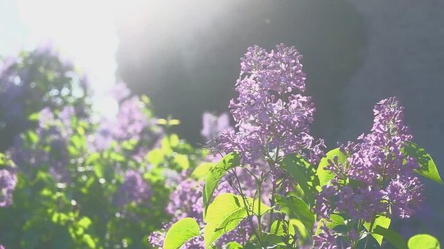 Zeitlupe Aufnahme eines Flieders im Abendlicht, Gegenlicht an einem verlassenen Geb&auml;ude