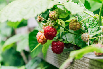 A bunch of red raspberries hanging from a plant