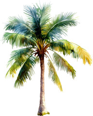 Royal palm tree watercolor painting isolated on transparent background.