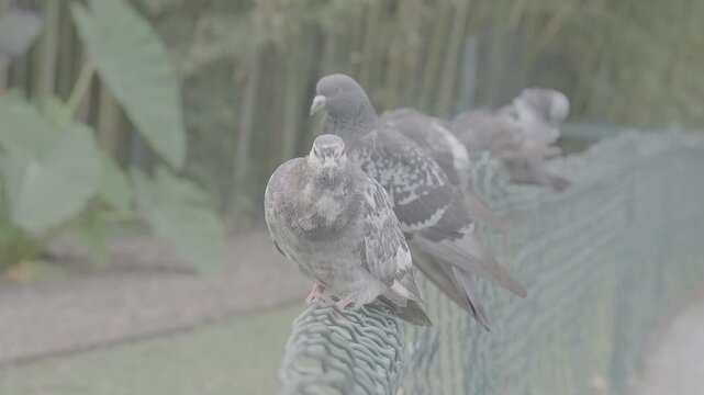 Oiseaux en log