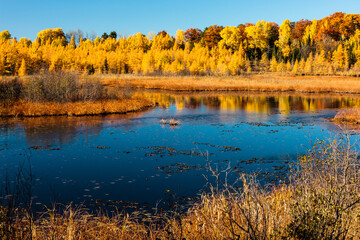 A small stream near Arbor Vitae, Wisconsin enjoys the autumn colors provided by the changing colors in mid-October