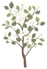 Obraz premium PNG Dogwood Tree flower illustrated blossom.
