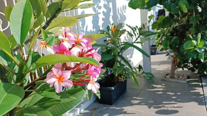 A pink flower with orange petals is in a pot