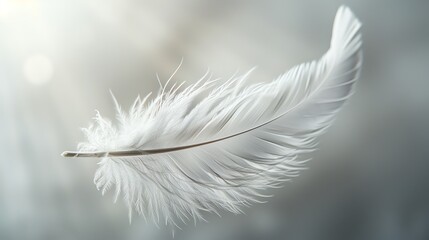 White feather, minimalist and elegant, soft light, simple background, closeup view