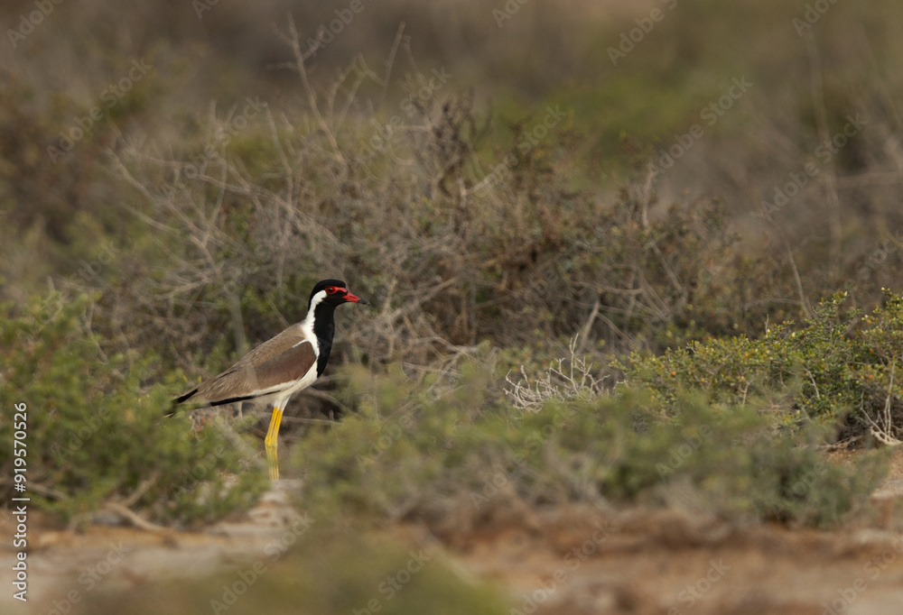 Wall mural Portrait of a Red-wattled lapwing at Adhari, Bahrain