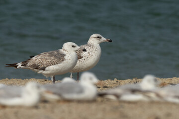 A pair of Lesser Black-backed Gulls at Busaiteen coast, Bahrain