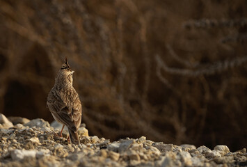 Crested Lark perched on a mound, Bahrain