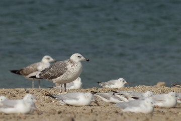 Lesser Black-backed Gull in the mid of slender-billed gulls at Busaiteen coast, Bahrain