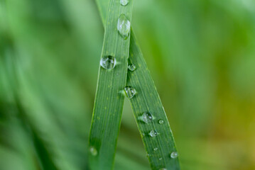 Close-up of raindrops on two intersecting green grass blades with a blurred green background, capturing the freshness after rainfall.