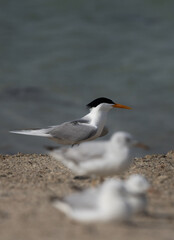 Selective focus on Lesser Crested Tern with slender-billed gulls at the foreground at Busaiteen coast, Bahrain