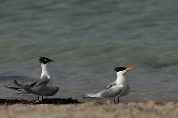 Lesser Crested Tern at Busaiteen coast of Bahrain
